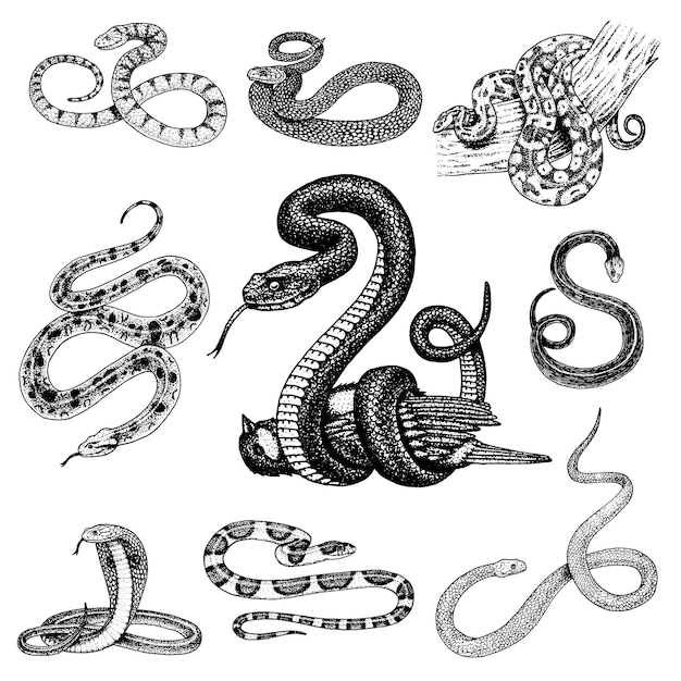 Set viper snake serpente cobra e python anaconda o viper royal inciso disegnato a mano in vecchio stile vintage schizzo per adesivo e tatuaggio ophidian e asp