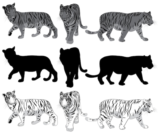 Set of walking Tigers