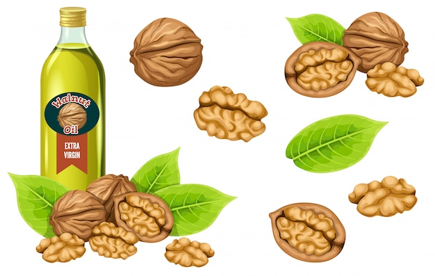 Vector set walnut oil, seed and leaf.