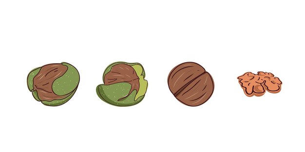 Set of walnuts