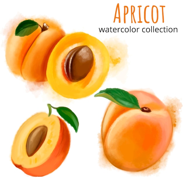 Vector set of watercolor apricot with leaf on white background