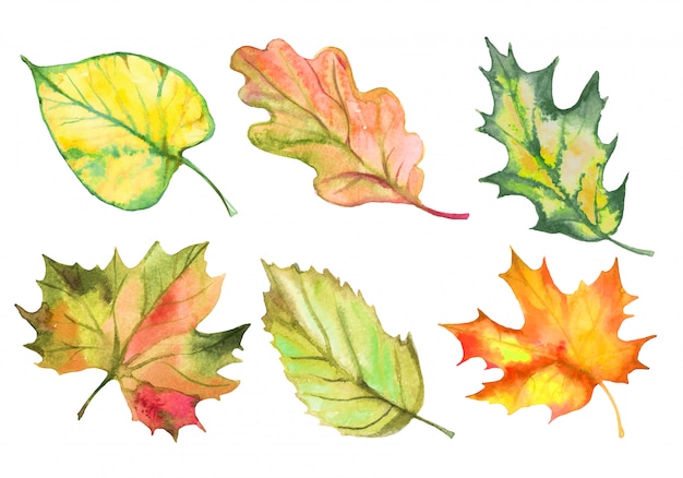 Set of watercolor autumn leaves. vector