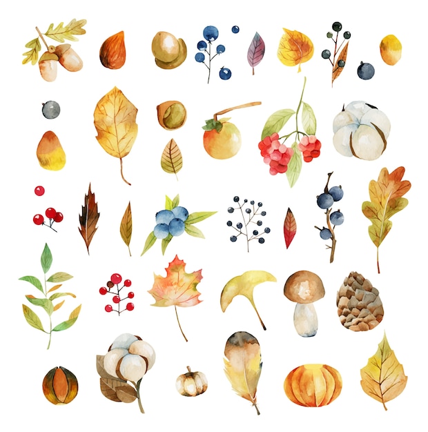 Set of watercolor autumn plants leaves, cotton flowers, yellow tree leaves, fall berries, oak leaves and acorns, fir cones and mushrooms