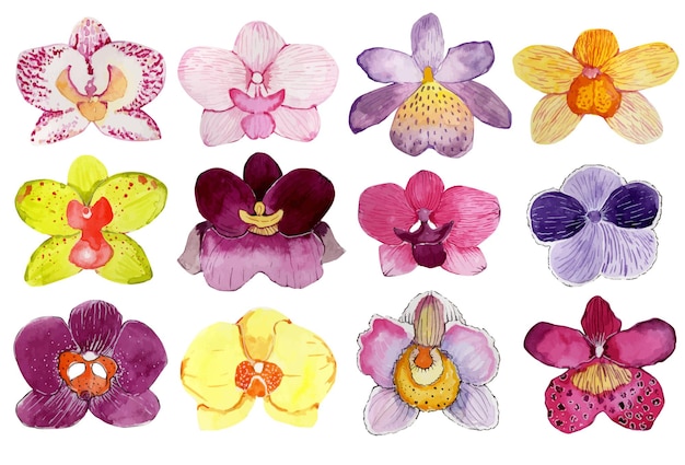 Vector set of watercolor buds of multicolored orchids