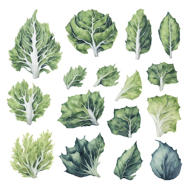 Set of Watercolor Cabbage collections with isolated white background