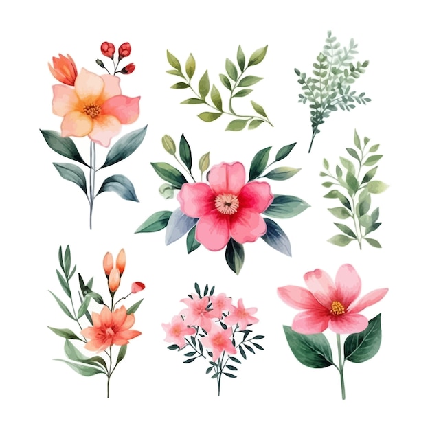 Vector set of watercolor champak flowers clipart white background