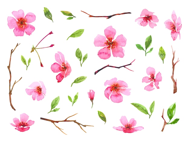 Set di fiori di ciliegio ad acquerello. sakura bellissima collezione floreale primaverile. illustrazione colorata isolato su sfondo bianco.