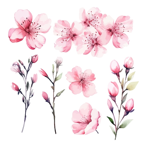 Vector set of watercolor cherry flower white background