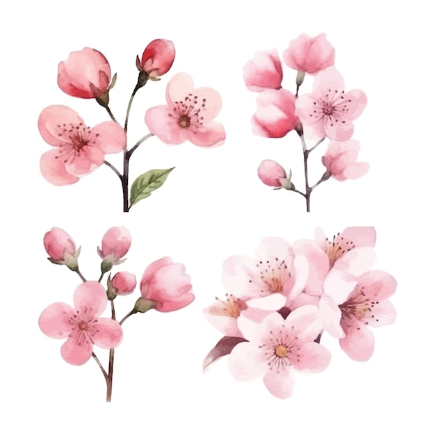 Set of watercolor cherry flower white background