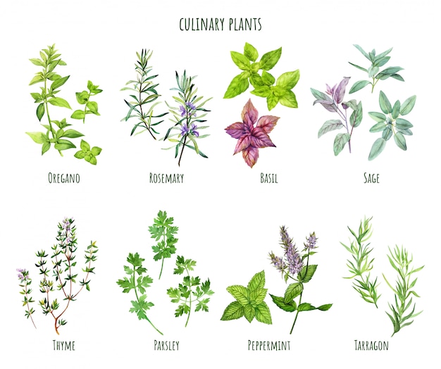 Set of watercolor cooking herbs, mediterranean cuisine