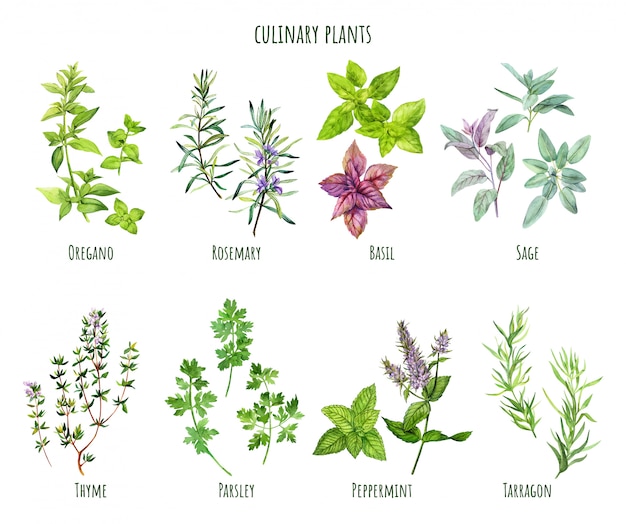 Vector set of watercolor cooking herbs, mediterranean cuisine