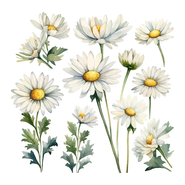 Set of watercolor daisy flowers clipart