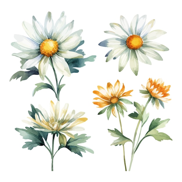 Set of watercolor daisy flowers clipart