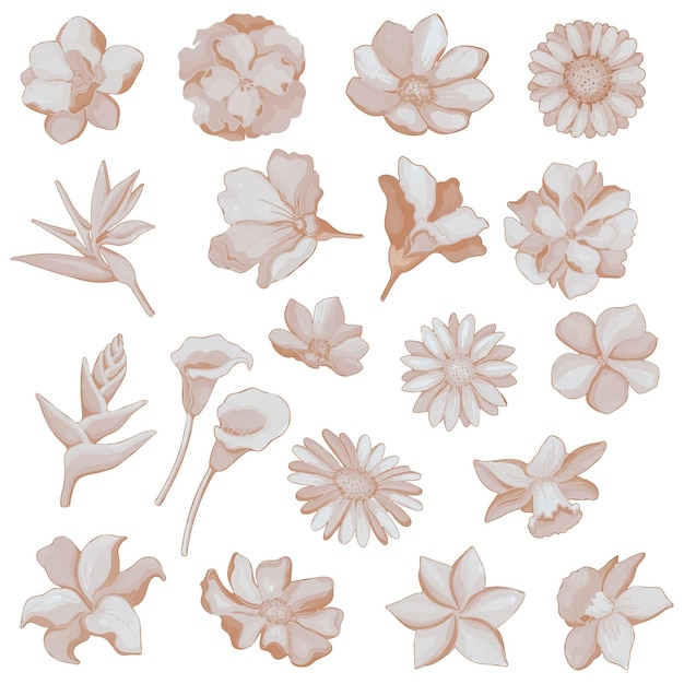 Set di clipart di flora marrone fiore essiccato ad acquerello