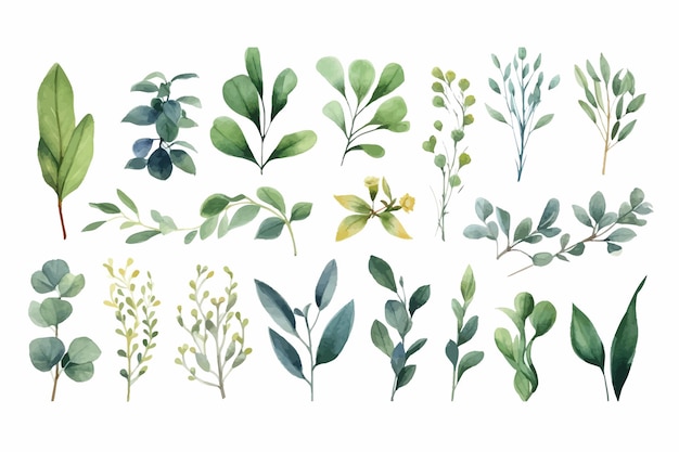 Set watercolor elements herbs leaf flat handdrawn illustration isolated on white background