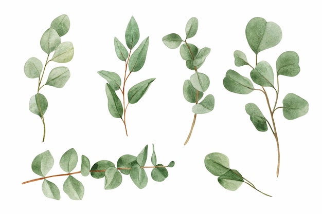 Set of watercolor eucalyptus branches