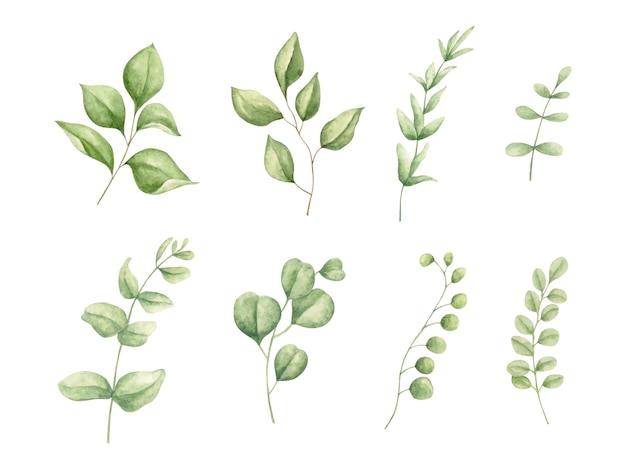 Vector set of watercolor eucalyptus leaves collection