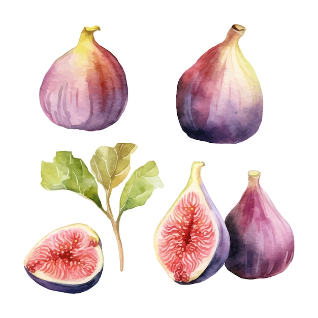 Vector set of watercolor fig fruits with this tree white background