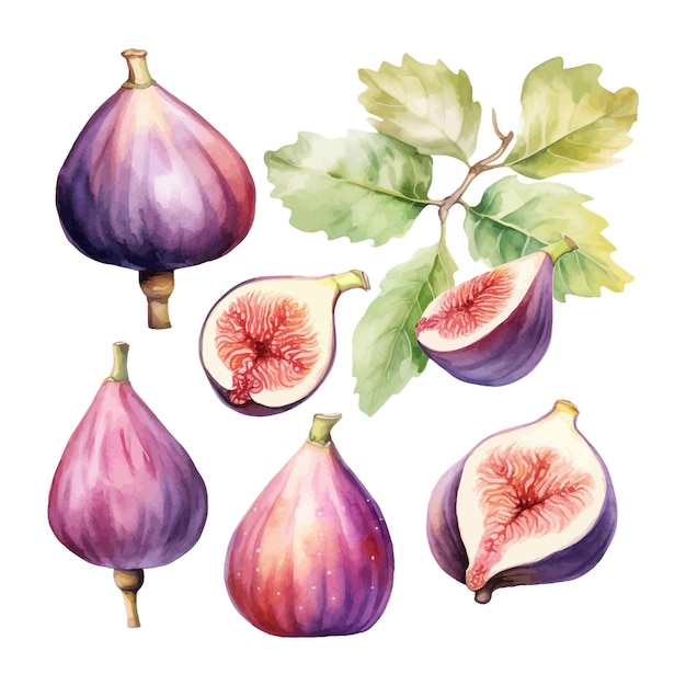 Set of watercolor Fig fruits with this tree white background