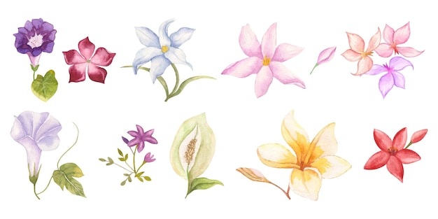 set of watercolor flower and leaves collection 