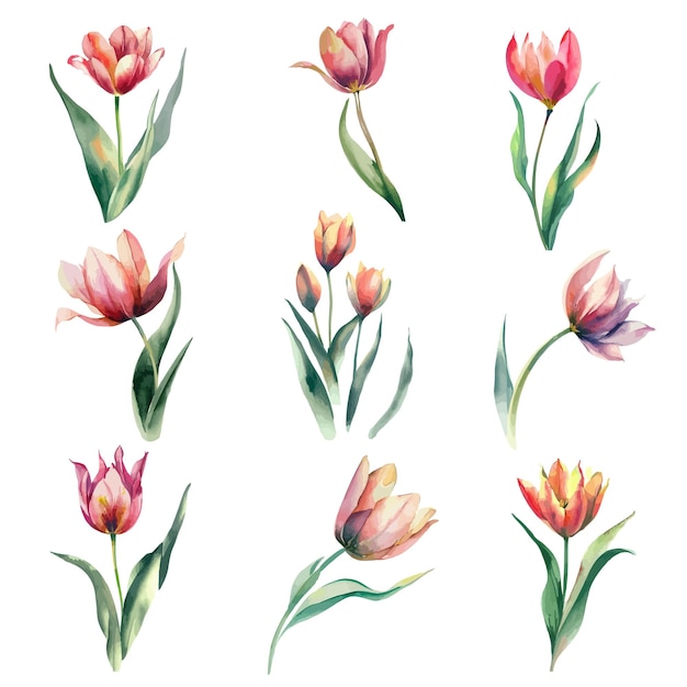 A set of watercolor flowers with the word tulips on a white background.