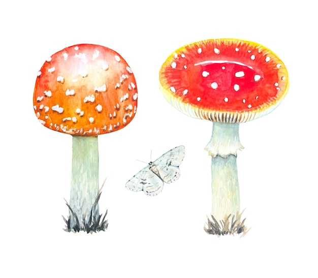 Set of watercolor fly agarics isolated