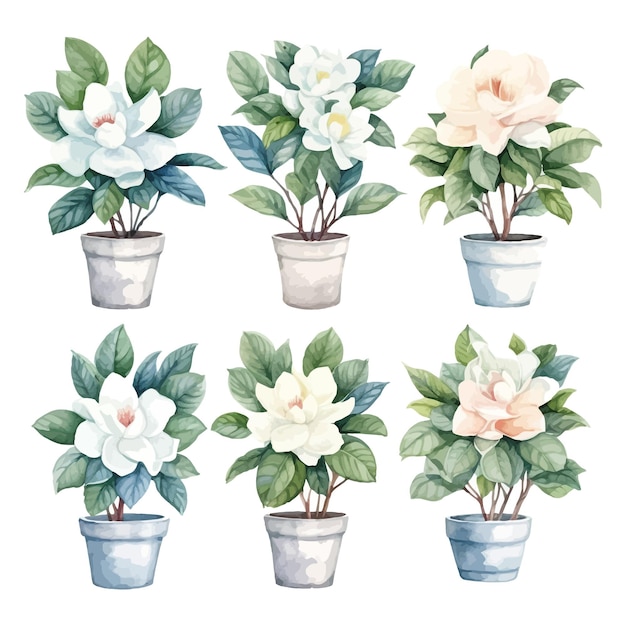 Set di acquerelli di fiori di gardenia clipart in vaso di fiori sullo sfondo bianco