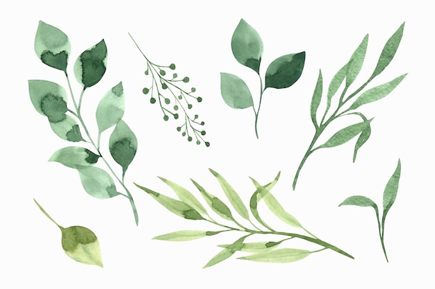 Vector a set of watercolor green leaves and branches