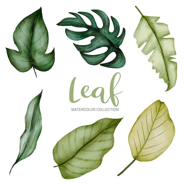 Set of Watercolor Green  Leaves on white