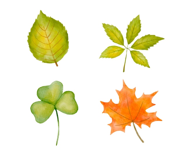 Set of watercolor green and orange tree lleaves isolated on white background