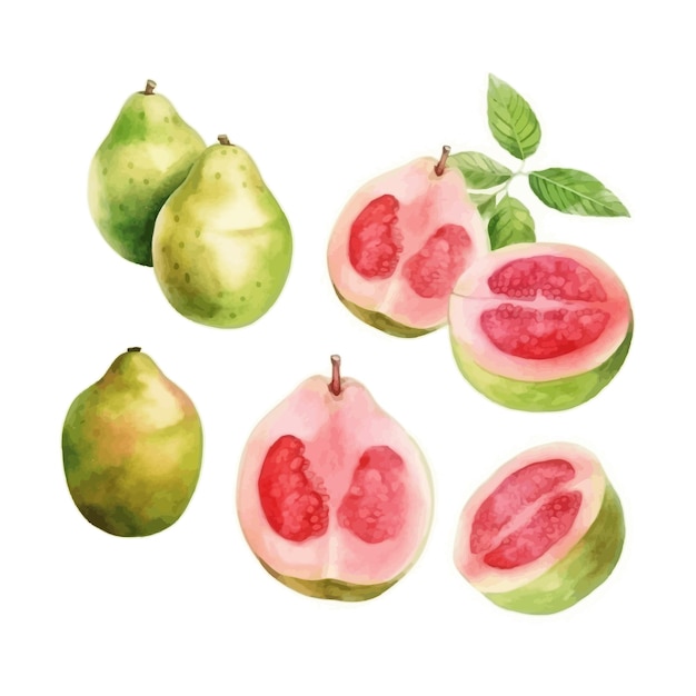 set of watercolor Guava clipart white background