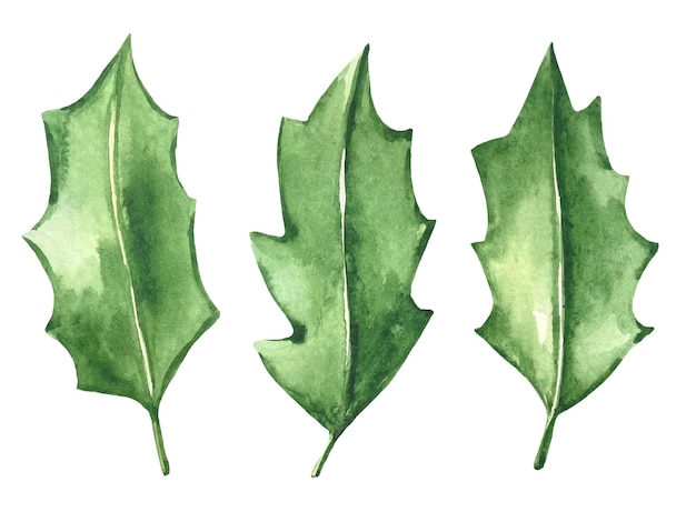 Set of watercolor holly leaves