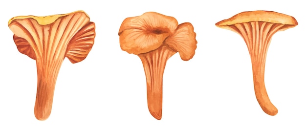 Set watercolor illustration of Chanterelle Mushrooms. Healthy organic food vegetarian