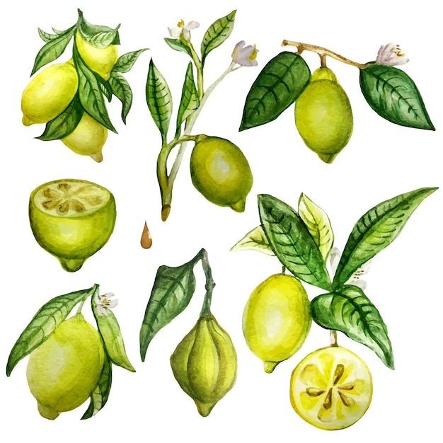 Set of watercolor illustration with lemons