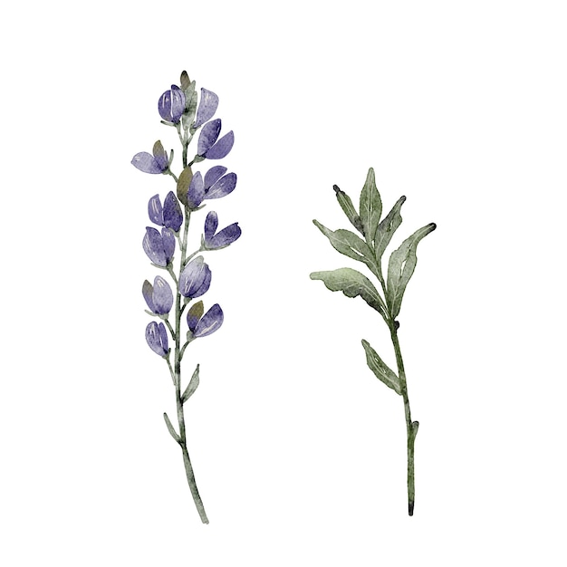 set of watercolor illustrations of blue flowers and plants on a white background