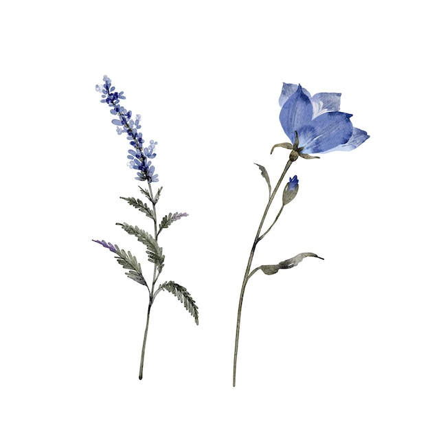 흰색 배경에 파란색 꽃과 식물의 수채화 그림 세트
