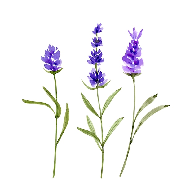 set of watercolor illustrations of purple lavender flowers on a white background. hand-painted for w