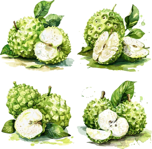 Set of watercolor illustrations of sugar apple on twigs with leaves