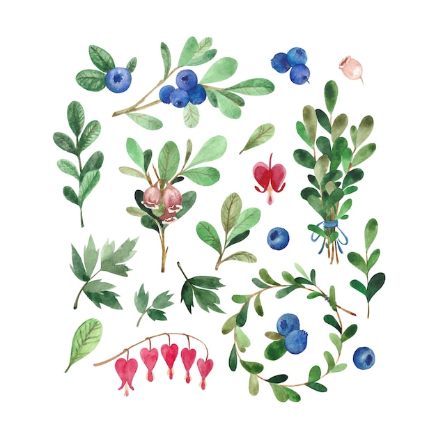 Vector set of watercolor illustrations with blueberries, flowers and leaves