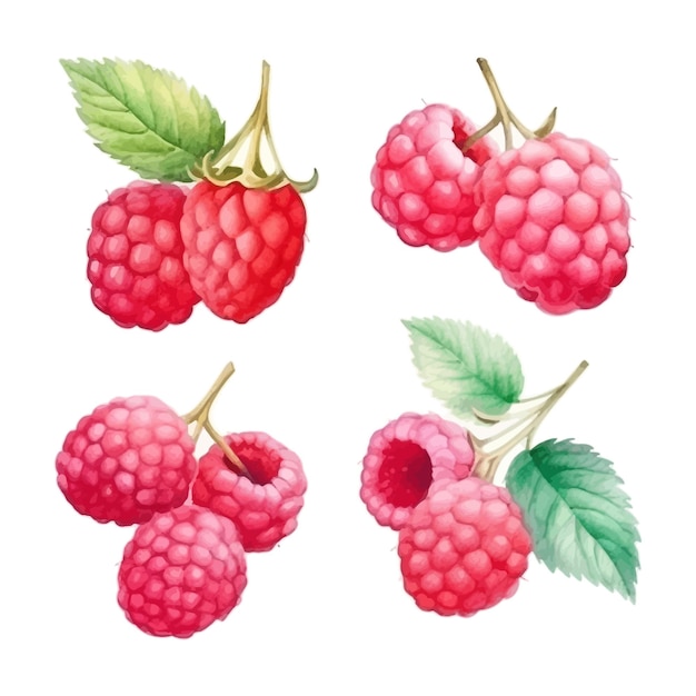 Vector set of watercolor isolated raspberries with leaves clipart white background