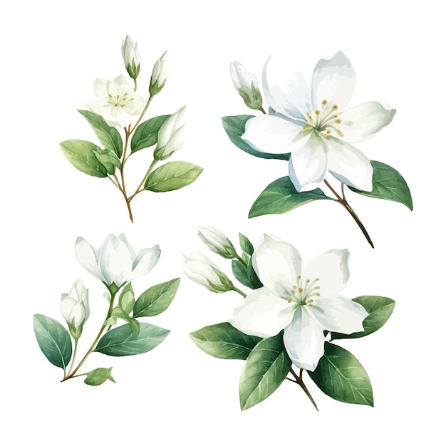 Vector set of watercolor jasmine flower clipart white background