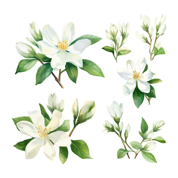 Vettore set di acquerello jasmine flower clipart sfondo bianco