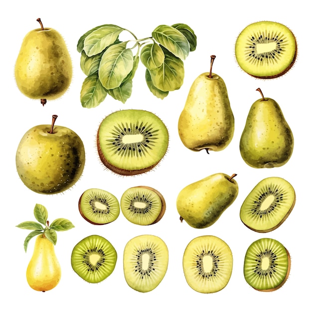 Set of watercolor kiwifruit fruits clipart white background