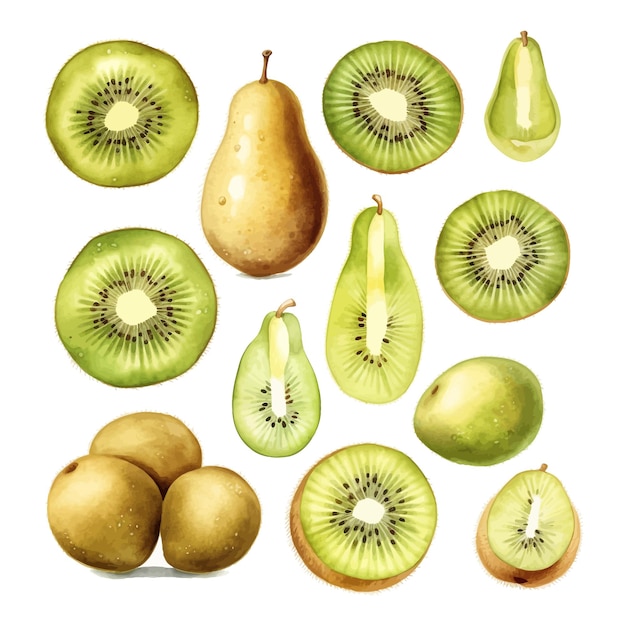 Set of watercolor kiwifruit fruits clipart white background