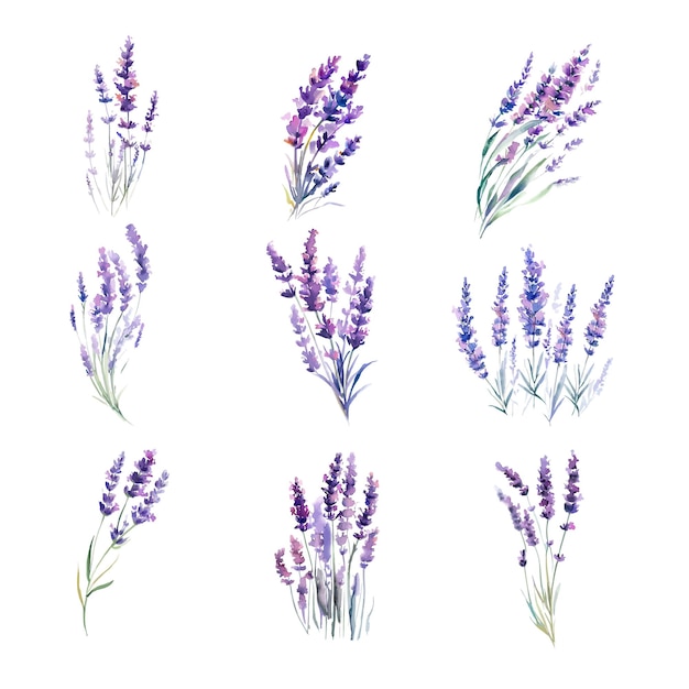 A set of watercolor lavender flowers.