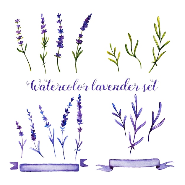 Set of watercolor lavender and ribbons