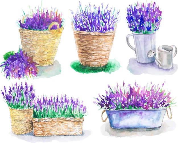 Set of watercolor lavender