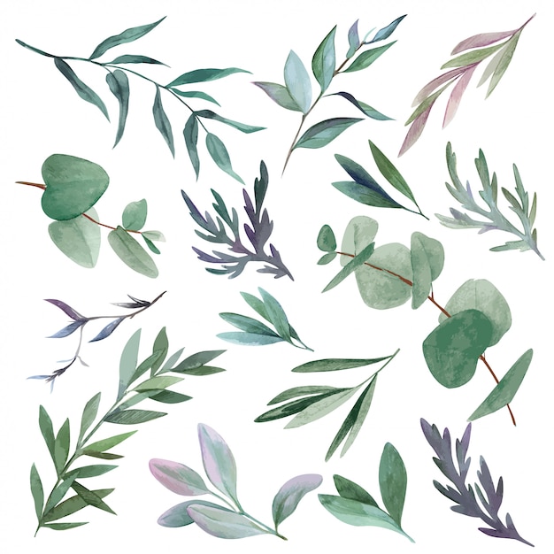 水彩の葉と枝、手描き緑のセット