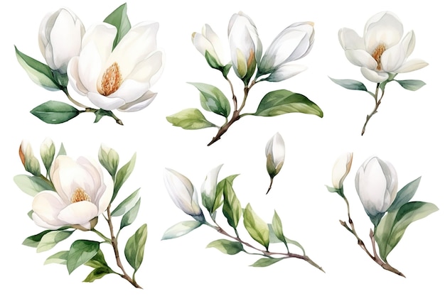 A set of watercolor magnolia flowers on a white background.