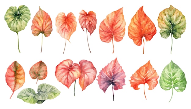 Set of watercolor painting of caladium leaves elements